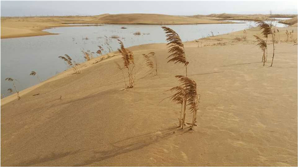 荒野——沙漠中的荒草 (引自網(wǎng)絡(luò))